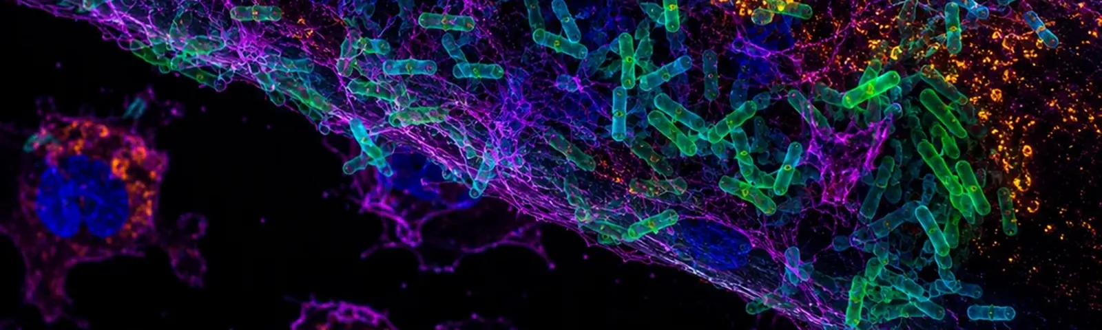 Molecular fluorescence imaging — Auspicious Laboratory, Houston