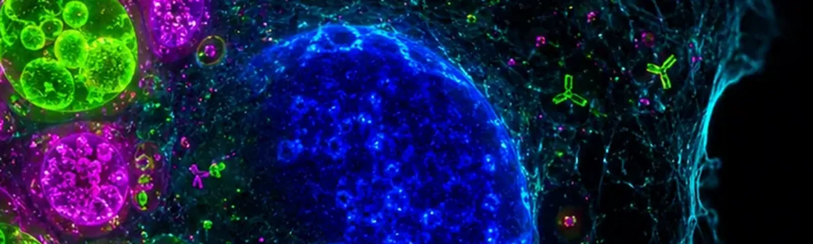 Molecular fluorescence imaging — Auspicious Laboratory, Houston
