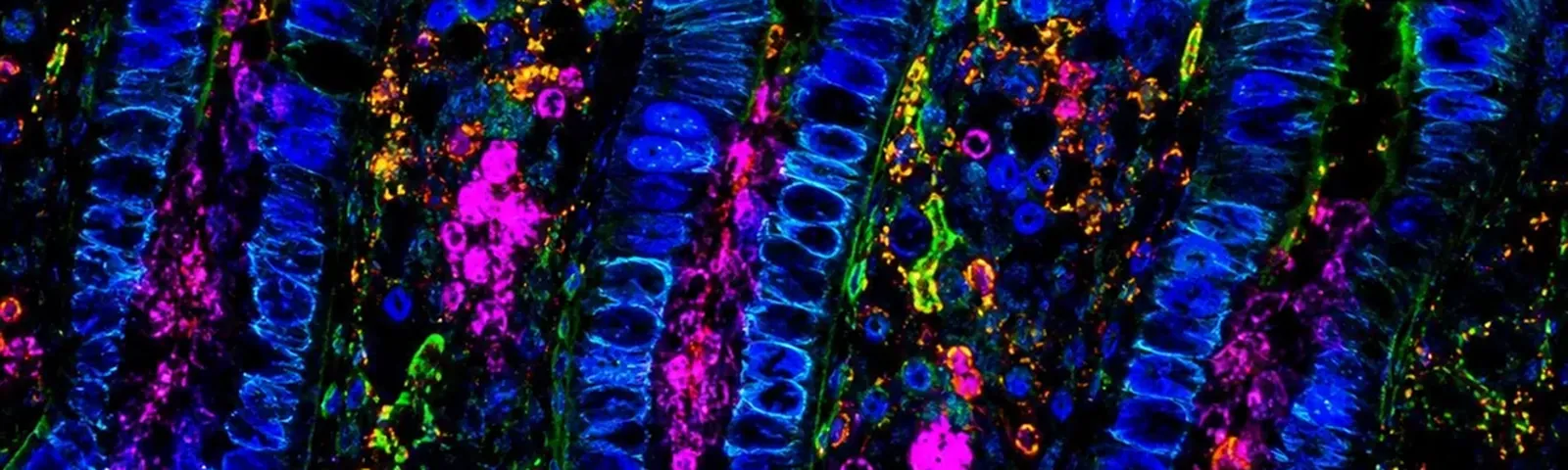 Molecular fluorescence imaging — Auspicious Laboratory, Houston