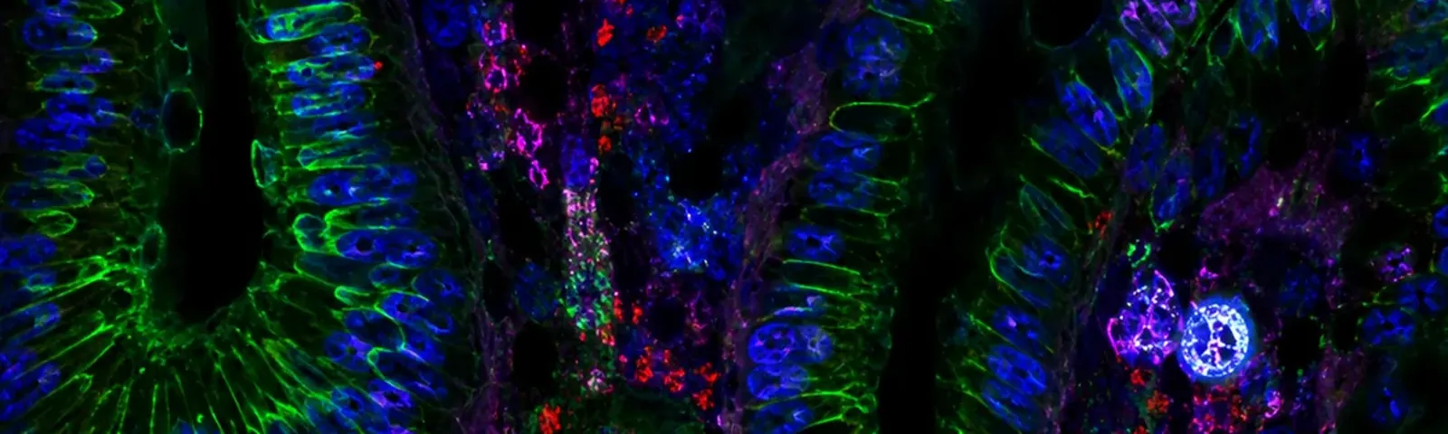Molecular fluorescence imaging — Auspicious Laboratory, Houston