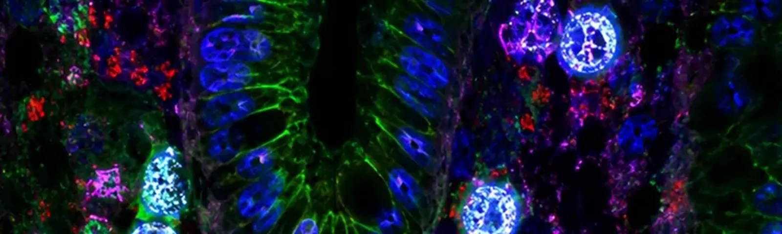 Molecular fluorescence imaging — Auspicious Laboratory, Houston