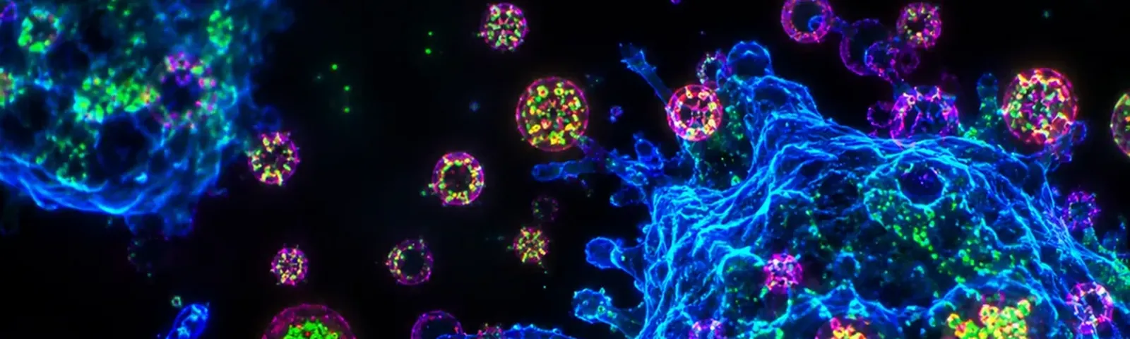 Molecular fluorescence imaging — Auspicious Laboratory, Houston