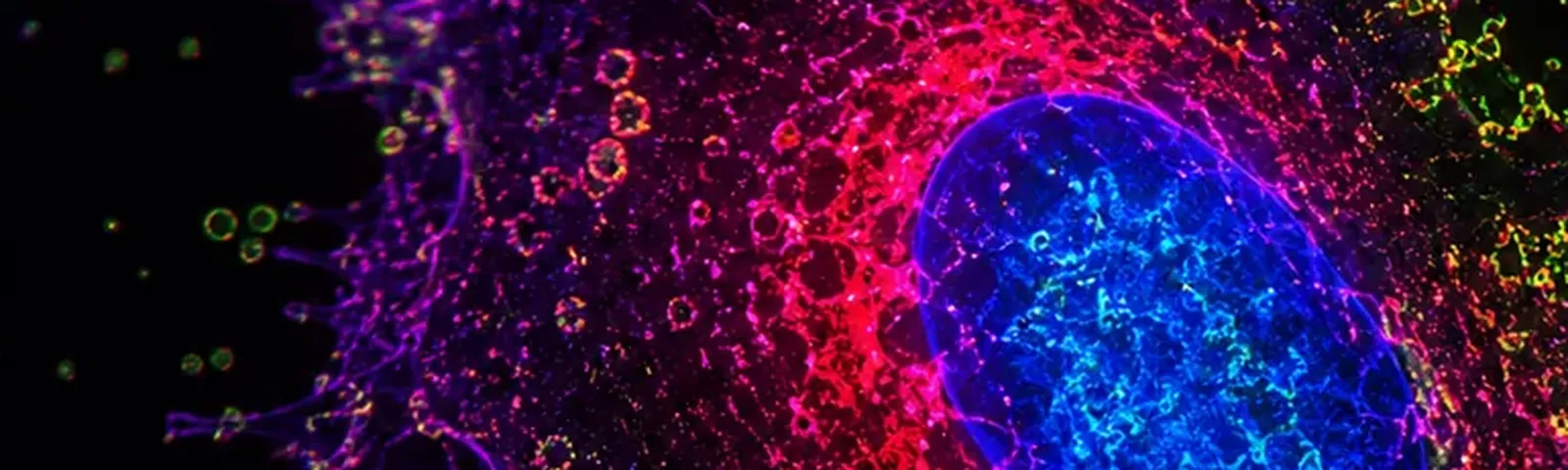 Molecular fluorescence imaging — Auspicious Laboratory, Houston