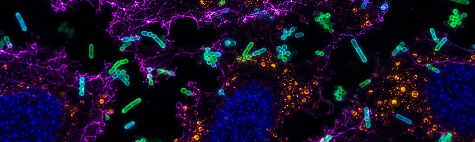 Molecular fluorescence imaging — Auspicious Laboratory, Houston