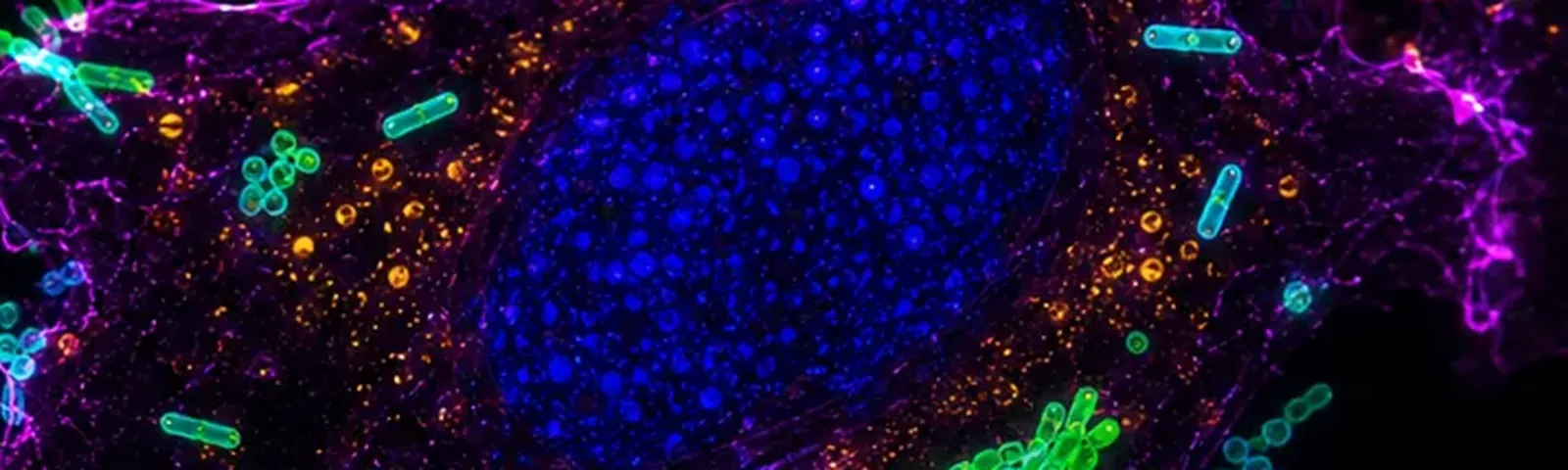 Molecular fluorescence imaging — Auspicious Laboratory, Houston