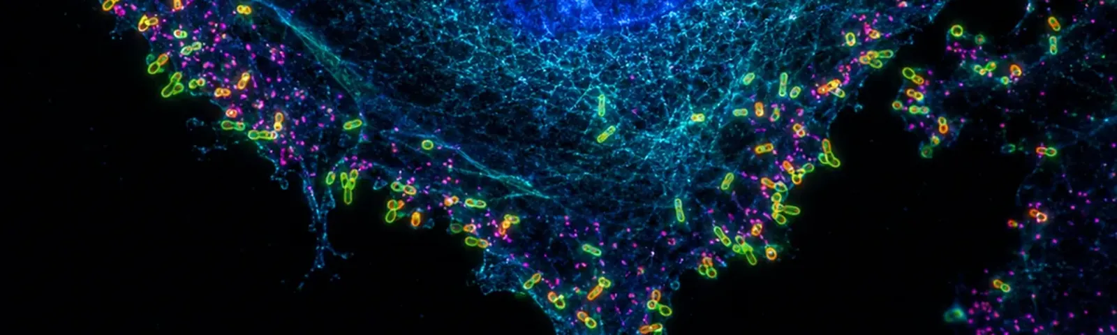 Molecular fluorescence imaging — Auspicious Laboratory, Houston
