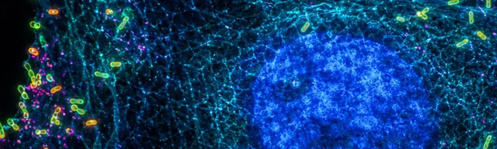 Molecular fluorescence imaging — Auspicious Laboratory, Houston