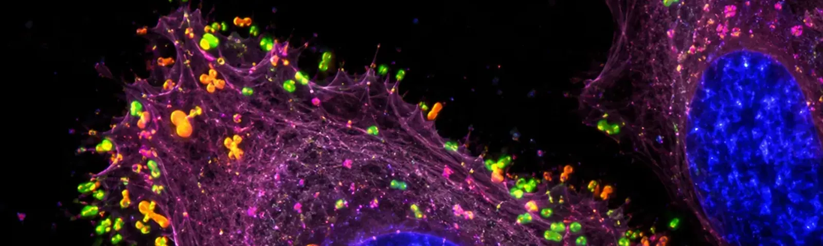 Molecular fluorescence imaging — Auspicious Laboratory, Houston