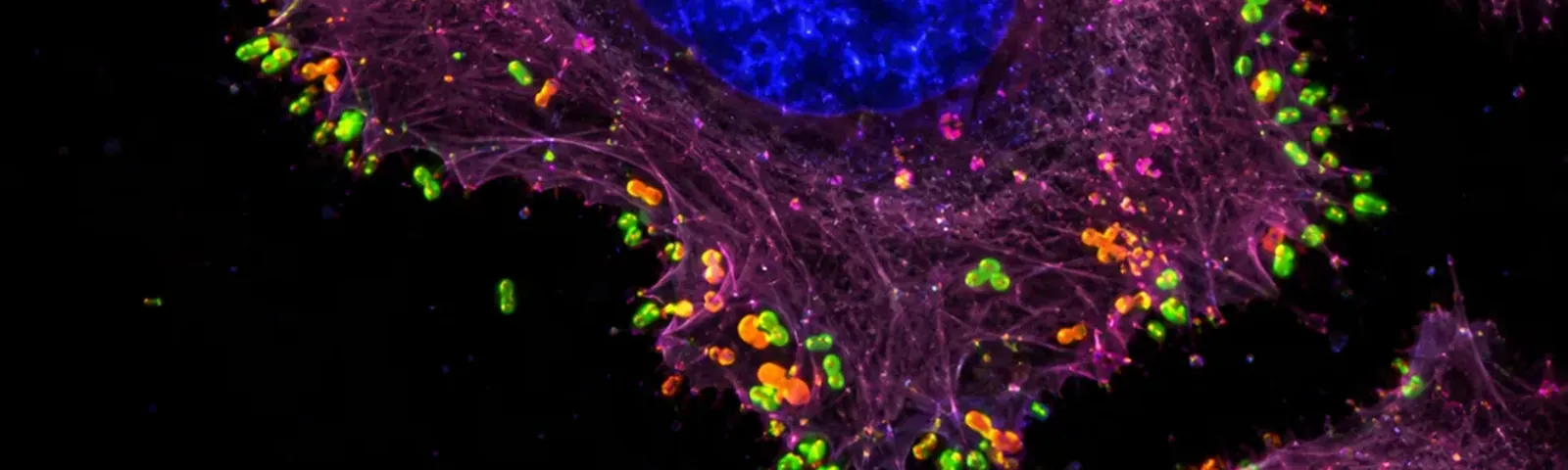 Molecular fluorescence imaging — Auspicious Laboratory, Houston