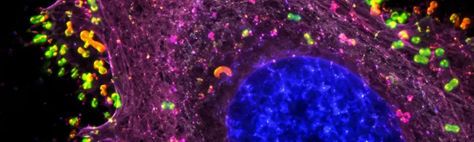 Molecular fluorescence imaging — Auspicious Laboratory, Houston