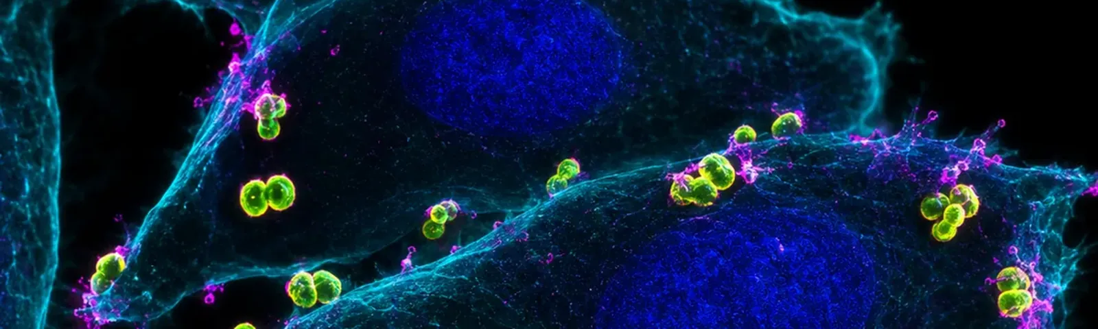 Molecular fluorescence imaging — Auspicious Laboratory, Houston