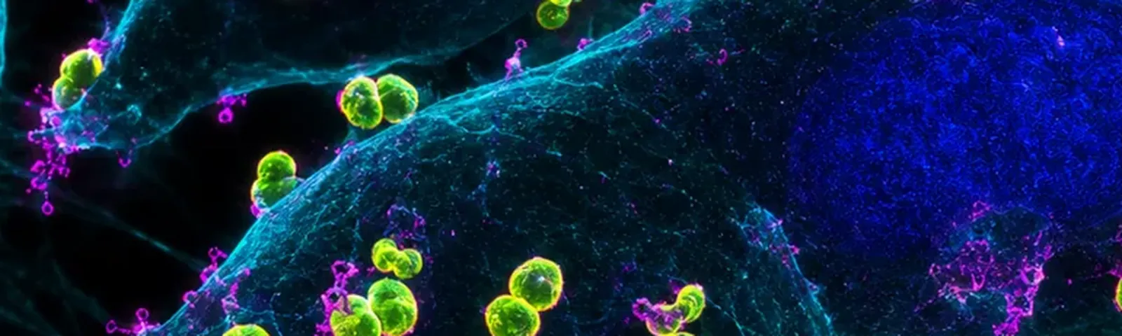 Molecular fluorescence imaging — Auspicious Laboratory, Houston