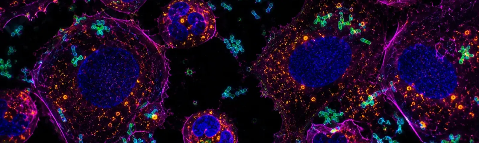 Molecular fluorescence imaging — Auspicious Laboratory, Houston