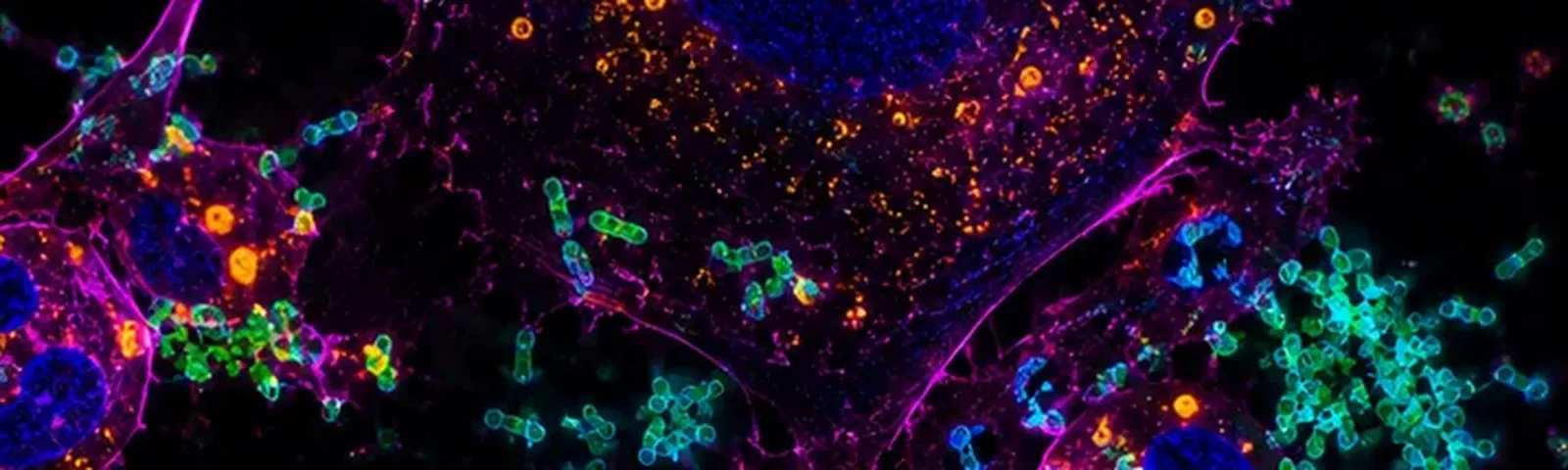 Molecular fluorescence imaging — Auspicious Laboratory, Houston