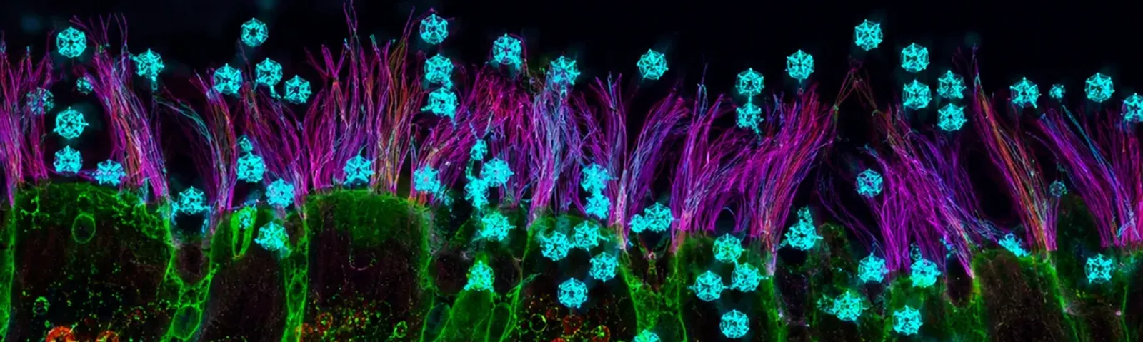 Molecular fluorescence imaging — Auspicious Laboratory, Houston