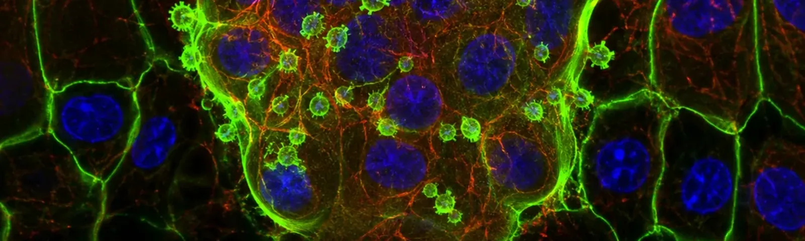 Molecular fluorescence imaging — Auspicious Laboratory, Houston