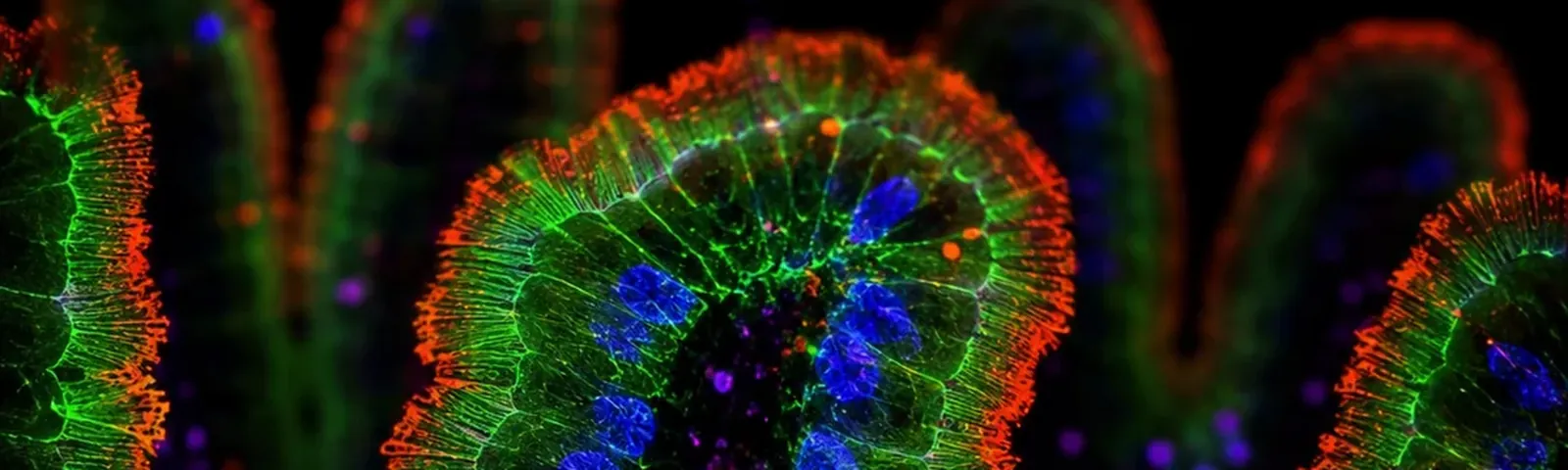 Molecular fluorescence imaging — Auspicious Laboratory, Houston
