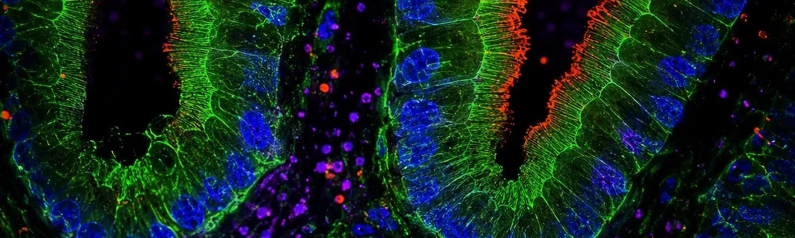 Molecular fluorescence imaging — Auspicious Laboratory, Houston