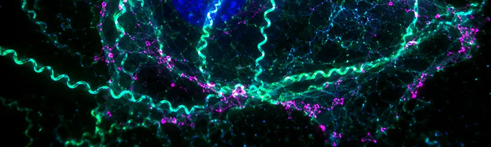 Molecular fluorescence imaging — Auspicious Laboratory, Houston