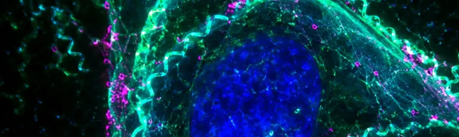 Molecular fluorescence imaging — Auspicious Laboratory, Houston