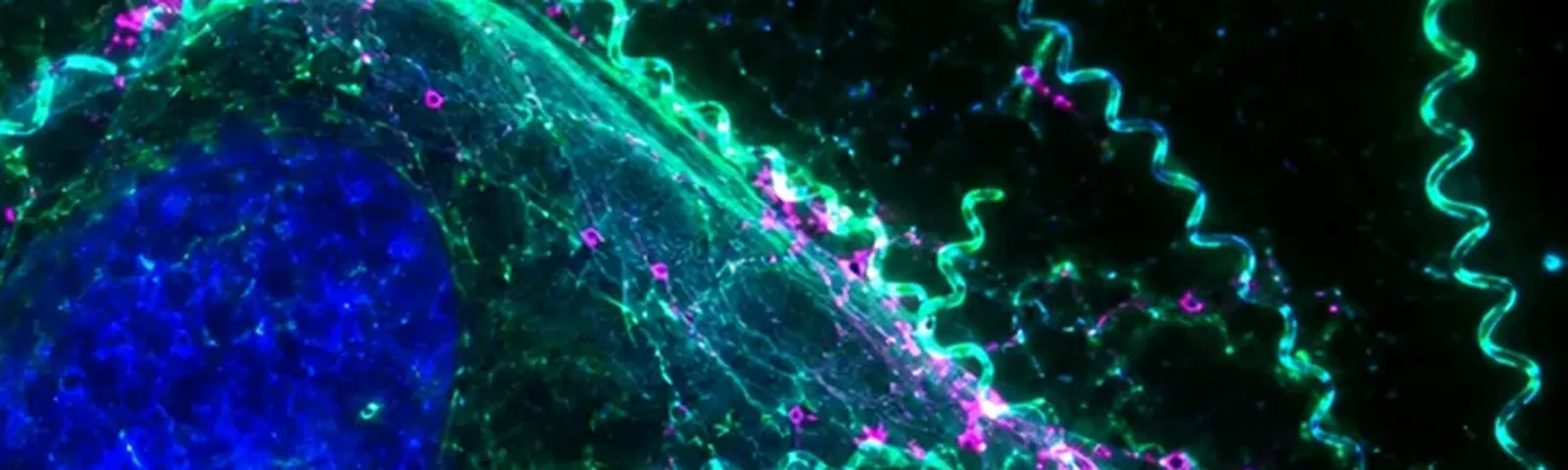 Molecular fluorescence imaging — Auspicious Laboratory, Houston