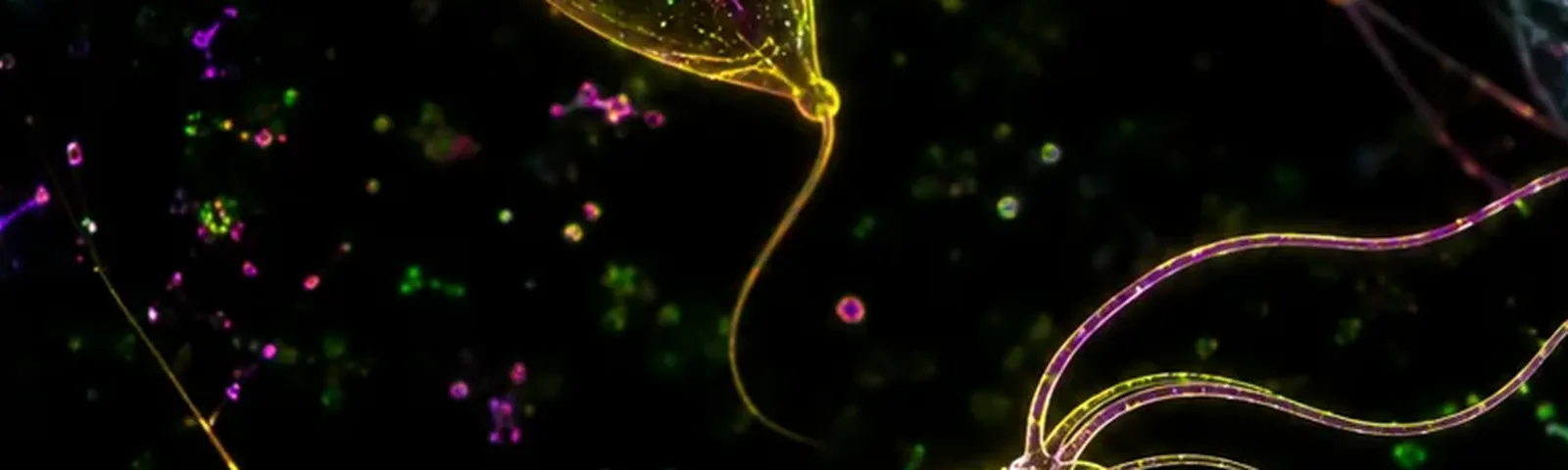 Molecular fluorescence imaging — Auspicious Laboratory, Houston