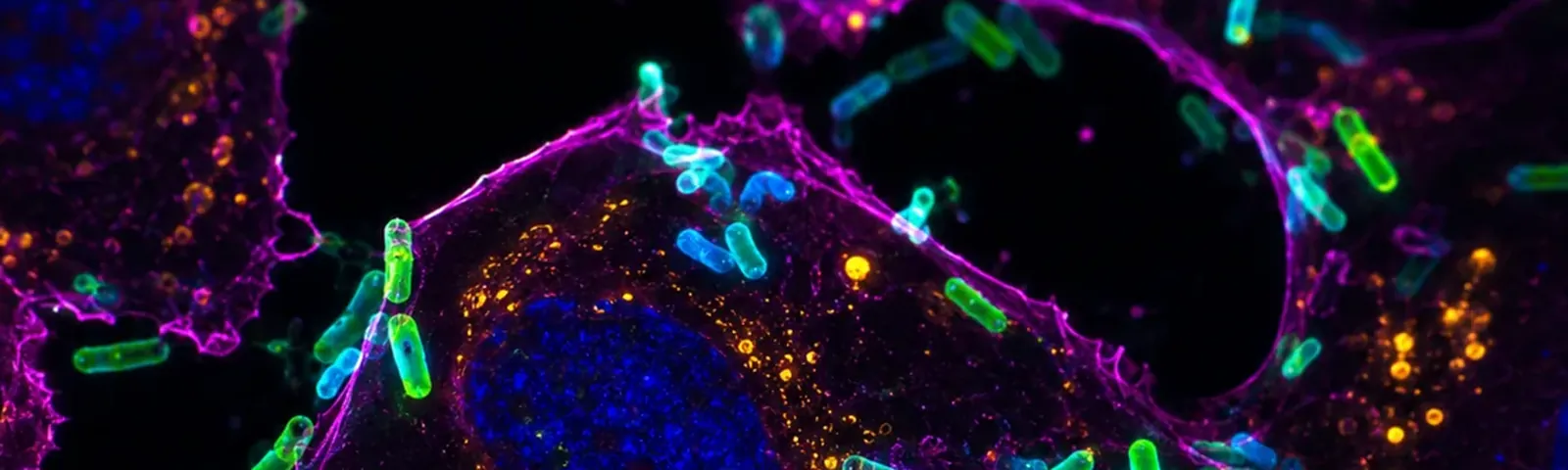 Molecular fluorescence imaging — Auspicious Laboratory, Houston