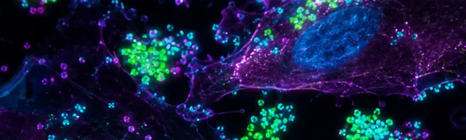Molecular fluorescence imaging — Auspicious Laboratory, Houston