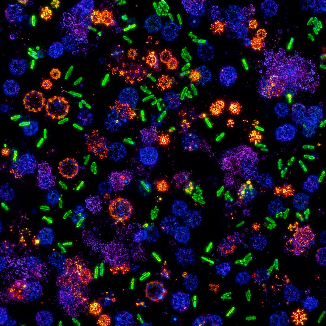 Multiplex GI pathogen detection — fluorescence rendering