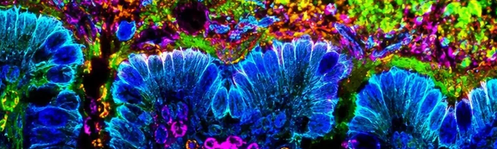 Molecular fluorescence imaging — Auspicious Laboratory, Houston