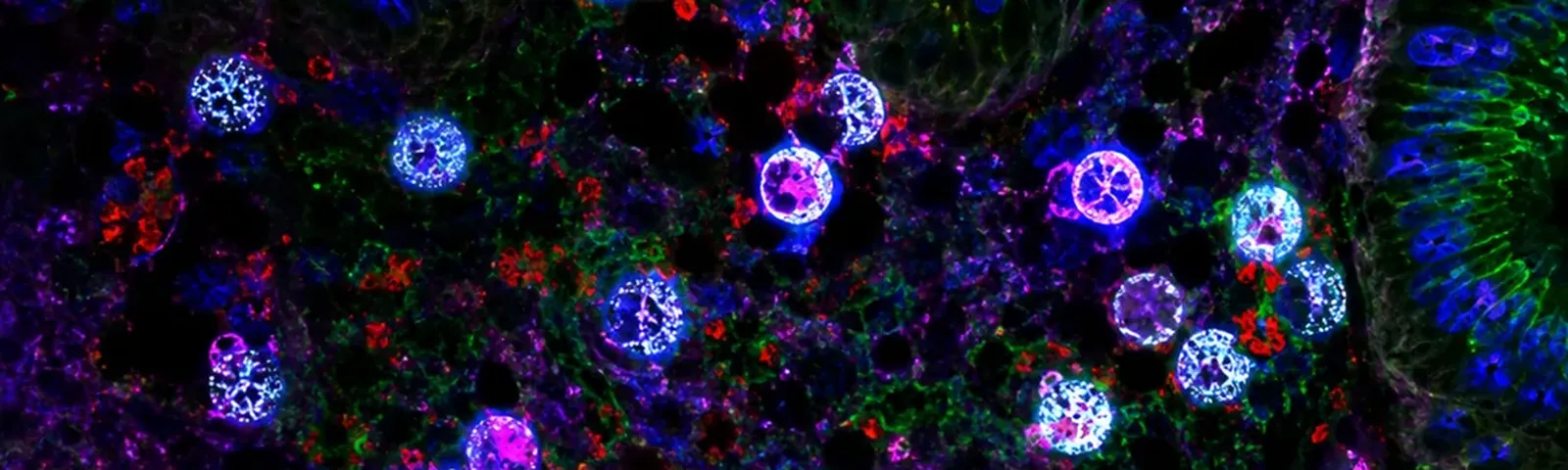 Molecular fluorescence imaging — Auspicious Laboratory, Houston