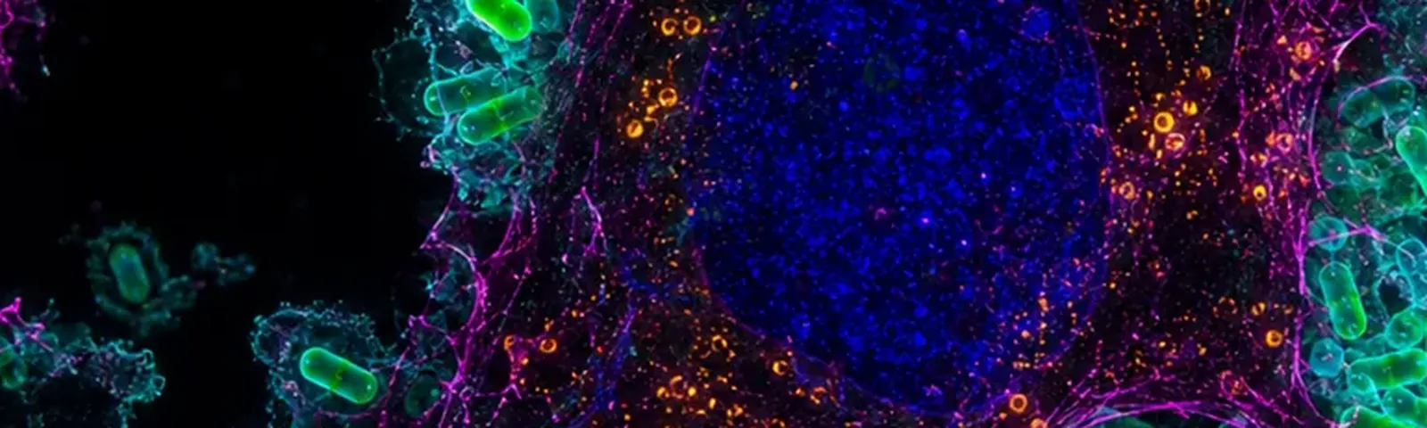 Molecular fluorescence imaging — Auspicious Laboratory, Houston