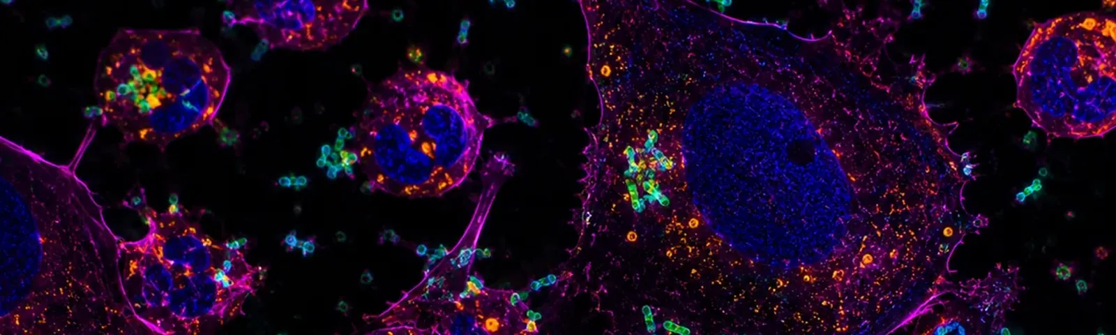 Molecular fluorescence imaging — Auspicious Laboratory, Houston