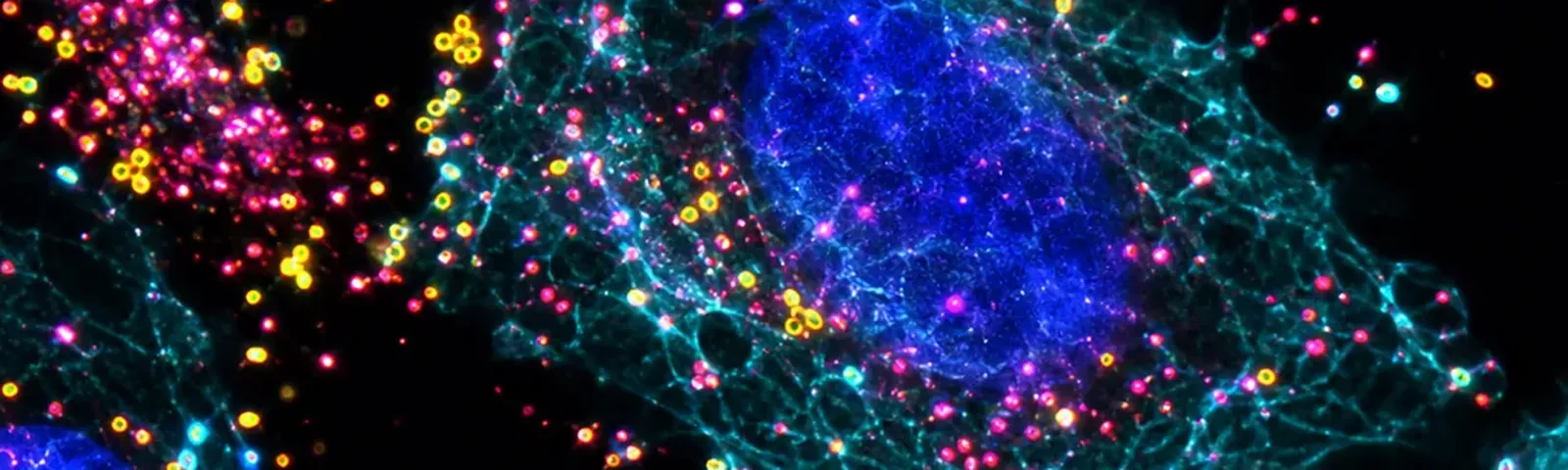 Molecular fluorescence imaging — Auspicious Laboratory, Houston