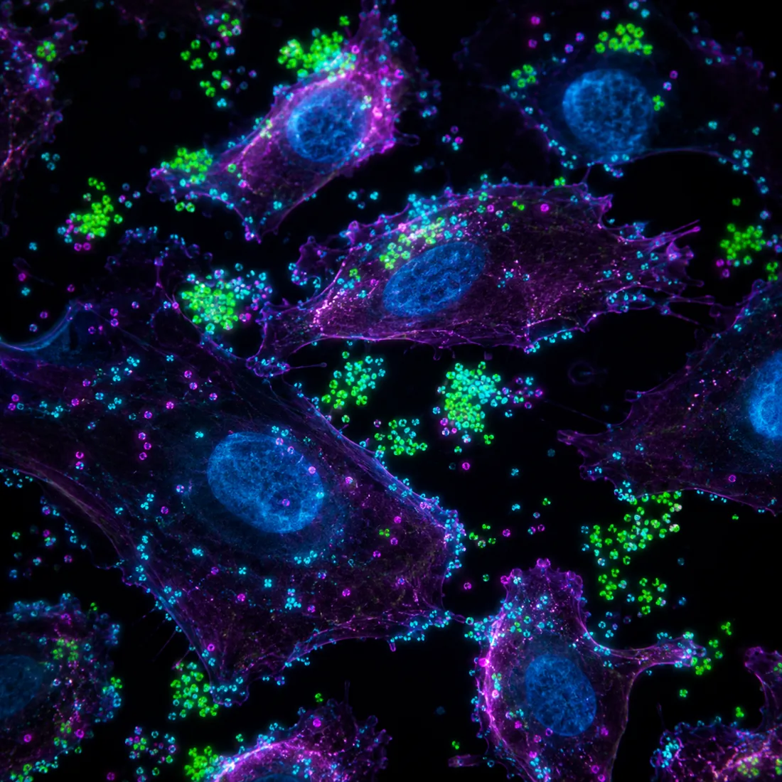 Ureaplasma parvum 分子检测示意荧光图：上皮细胞与其周围的核酸信号点